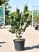 Lush Japanese Maple Acer pal. 'Shishigashira' Outdoor Plants