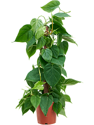 Lush Heart-Leaf Philodendron scandens Indoor House Plants