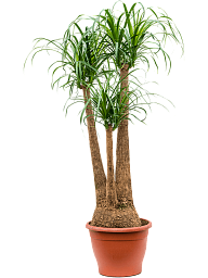 Tropical Ponytail Palm Beaucarnea recurvata Tall Indoor House Plants Trees