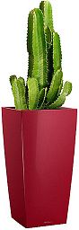 Euphorbia Ingens (Candelabra Tree) in LECHUZA CUBICO Self-watering Planter, Total Height 105 cm
