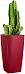 Euphorbia Ingens (Candelabra Tree) in LECHUZA CUBICO Self-watering Planter, Total Height 105 cm