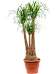 Tropical Ponytail Palm Beaucarnea recurvata Tall Indoor House Plants Trees