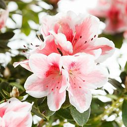 Blooming Azalea in LECHUZA CLASSICO Color Self-watering Planter, Total Height 50 cm