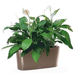 Blooming Spathiphyllum Sweet Chico in LECHUZA DELTA Self-watering Planter, Total Height 50 cm