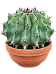 Cute Blue Barrel Cactus Ferocactus schwarzii Indoor House Plants