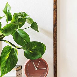 Golden Philodendron in LECHUZA DELTA Self-watering Planter, Total Height 40 cm