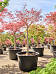 Acer pal. diss. 'Inaba-shidare'