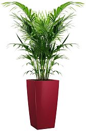 Howea Forsteriana in LECHUZA CUBICO Self-watering Planter, Total Height 150 cm
