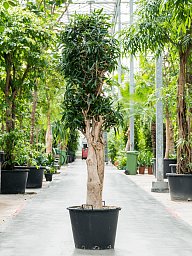 Easy-Care Dragon Tree Pleomele (Dracaena) reflexa Tall Indoor House Plants Trees