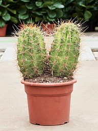 Pasacana Cactus Trichocereus pasacana 'variegata' Indoor House Plants