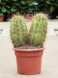 Pasacana Cactus Trichocereus pasacana 'variegata' Indoor House Plants