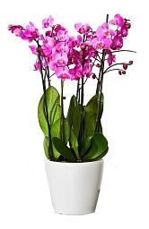 Blooming Orchids in LECHUZA CLASSICO LS Self-watering Planter, Total Height 60 cm