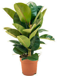 Lush Rubber Plant Ficus elastica 'Robusta' Indoor House Plants