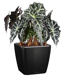 Alocasia Polly in LECHUZA QUADRO LS Self-watering Planter, Total Height 70 cm