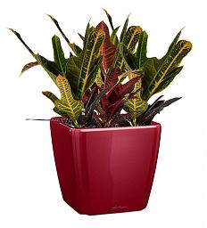 Codiaeum in LECHUZA QUADRO LS Self-watering Planter, Total Height 60 cm