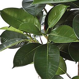 FICUS ELASTICA Artificial Tree Plant
