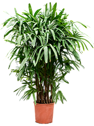 Tropical Lady Palm Rhapis excelsa Indoor House Plants