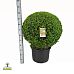 Buxus sempervirens Bol 60