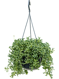 Lush String of Dolphins Senecio peregrinus Indoor House Plants