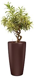 Dracaena Reflexa Song of India in LECHUZA RONDO Self-watering Planter, Total Height 160 cm