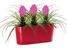 Blooming Tillandsia in LECHUZA DELTA Self-watering Planter, Total Height 35 cm