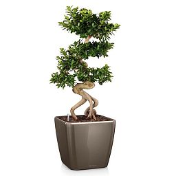 LECHUZA Quadro LS Square Poly Resin Self-watering Planter