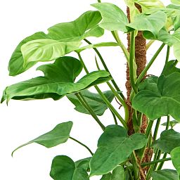 Lush Heart-Leaf Philodendron 'Golden Violin' Indoor House Plants