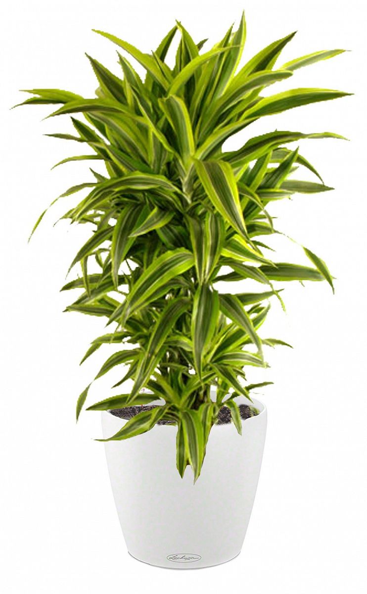 Dracaena Fragrans Lemon Lime in LECHUZA CLASSICO Color Self-watering Planter, Total Height 120 cm