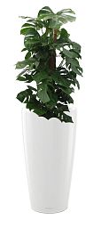 Monstera Deliciosa in LECHUZA RONDO Self-watering Planter, Total Height 150 cm