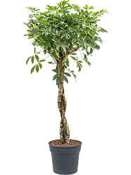 Delicate Umbrella Tree Schefflera arboricola 'Gold Capella' Indoor House Plants