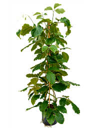 Lush Chestnut Vine Tetrastigma voinierianum Indoor House Plants