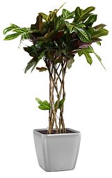 Codiaeum Cylinder in LECHUZA QUADRO LS Self-watering Planter, Total Height 120 cm