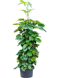 Lush Chestnut Vine Tetrastigma voinierianum Indoor House Plants