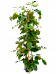Lush Chestnut Vine Tetrastigma voinierianum Indoor House Plants