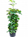 Lush Chestnut Vine Tetrastigma voinierianum Indoor House Plants