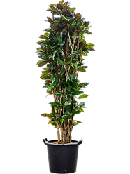 Colorful Croton (Codiaeum) variegatum 'Mrs. Iceton' Indoor House Plants