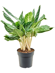 Showy Chinese Evergreen Aglaonema 'Madonna' (50-60) Indoor House Plants