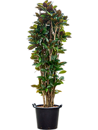 Colorful Croton (Codiaeum) variegatum 'Mrs. Iceton' Indoor House Plants