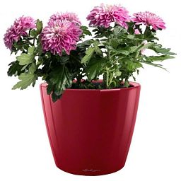 Blooming Chrysanthemum Dream in LECHUZA CLASSICO LS Self-watering Planter, Total Height 35 cm