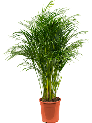 Lush Areca Palm Dypsis (Areca) lutescens Indoor House Plants