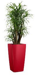 Dracaena Reflexa Anita in LECHUZA CUBICO Self-watering Planter, Total Height 180 cm
