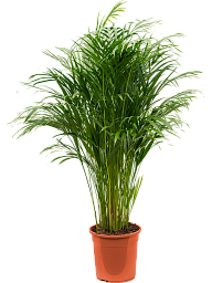Lush Areca Palm Dypsis (Areca) lutescens Indoor House Plants