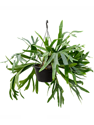 Lush Staghorn Fern Platycerium bifurcatum Indoor House Plants