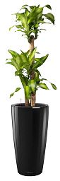 Dracaena Fragrans Massangeana in LECHUZA RONDO Self-watering Planter, Total Height 160 cm