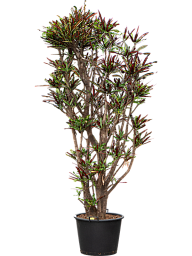 Striking Croton (Codiaeum) variegatum 'Mammi' Indoor House Plants