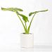 Fibrestone Matt Puk Round Planter by Idealist Premium