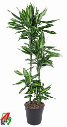 Colorful Corn Plant Dracaena fragrans 'Cintho' Indoor House Plants