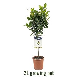 Bay Tree | Laurus nobilis