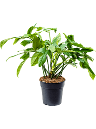 Easy-Care Heart-Leaf Philodendron bipennifolium 'Silver Violin' Indoor House Plants