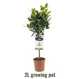 Bay Tree | Laurus nobilis